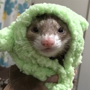 Meet your Posher, Canaye